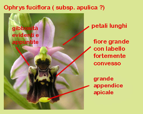 Ophrys apulica